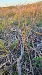 Andropogon ternarius