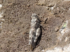Oedipoda coerulea