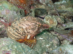 Rhamphocottus richardsonii