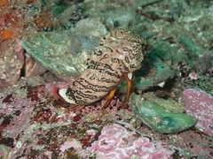 Rhamphocottus richardsonii