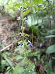 Coleus scutellarioides
