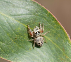 Opisthoncus sexmaculatus