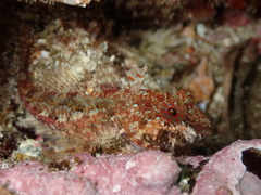 Artedius harringtoni