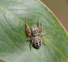 Opisthoncus sexmaculatus