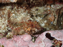 Artedius harringtoni