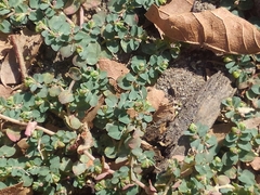 Euphorbia serpens