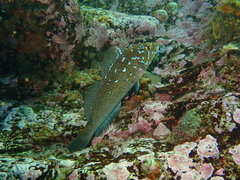 Hexagrammos decagrammus