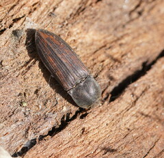 Elateridae