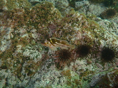 Sebastes caurinus