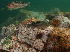 Sebastes melanops