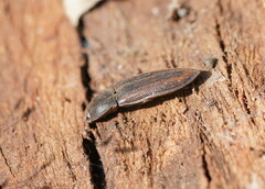 Elateridae