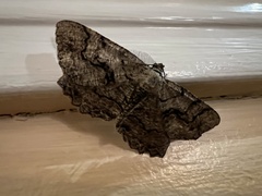 Cymatophora
