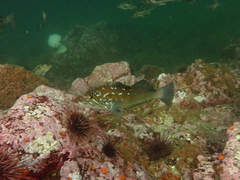 Hexagrammos decagrammus