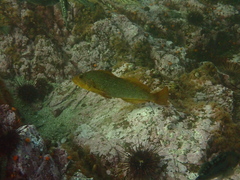 Hexagrammos decagrammus