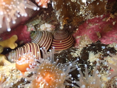 Calliostoma ligatum