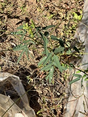 Macroptilium lathyroides