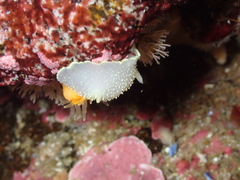 Acanthodoris hudsoni