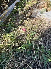 Macroptilium lathyroides