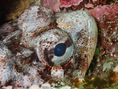 Hemilepidotus hemilepidotus