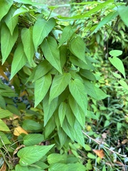 Paederia foetida