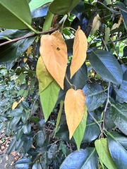Paederia foetida