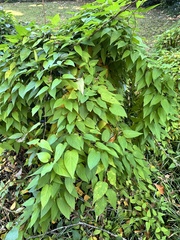 Paederia foetida