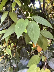 Paederia foetida