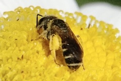 Halictus