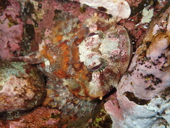 Hemilepidotus hemilepidotus