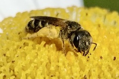 Halictus