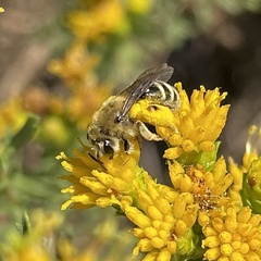 Andrena isocomae