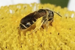 Halictus