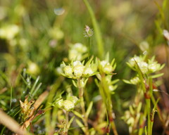 Siloxerus multiflorus