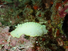 Cadlina