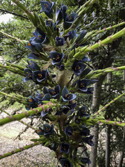 Puya alpestris alpestris