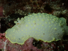 Cadlina