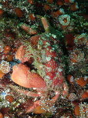 Glebocarcinus oregonensis