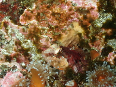 Artedius harringtoni