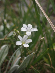 Eremogone capillaris