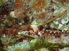 Artedius harringtoni