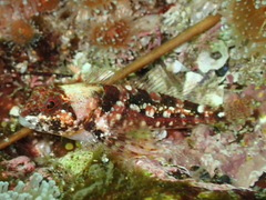 Artedius harringtoni