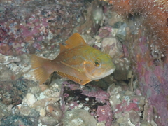 Hexagrammos decagrammus