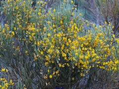 Cytisus oromediterraneus