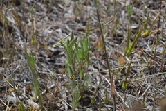 Polemoniaceae