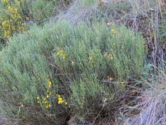 Cytisus oromediterraneus