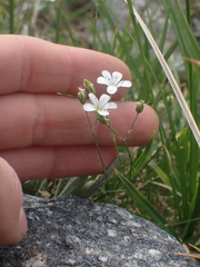 Eremogone capillaris