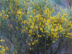 Cytisus oromediterraneus