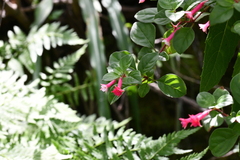 Fuchsia thymifolia