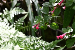Fuchsia thymifolia