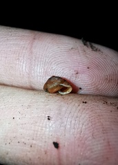 Heudeia setchuanensis